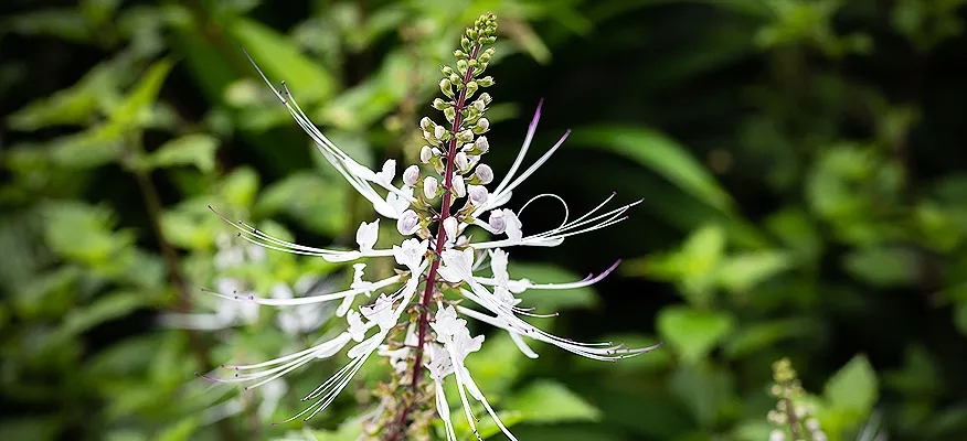 Misai Kucing herb with green leaves used for health benefits and kidney support