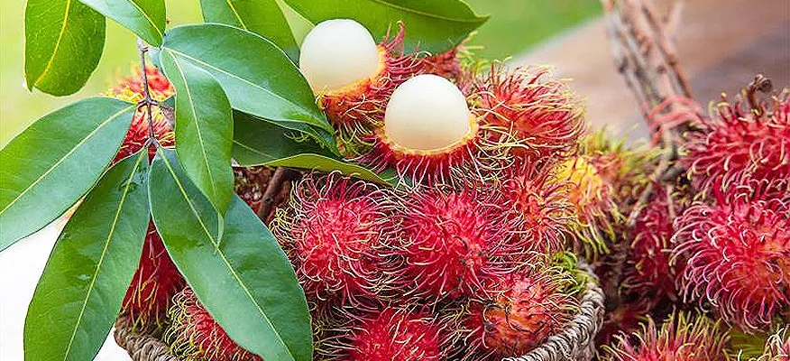 Unveiling Rambutan: A Tropical Treasure of Health Benefits